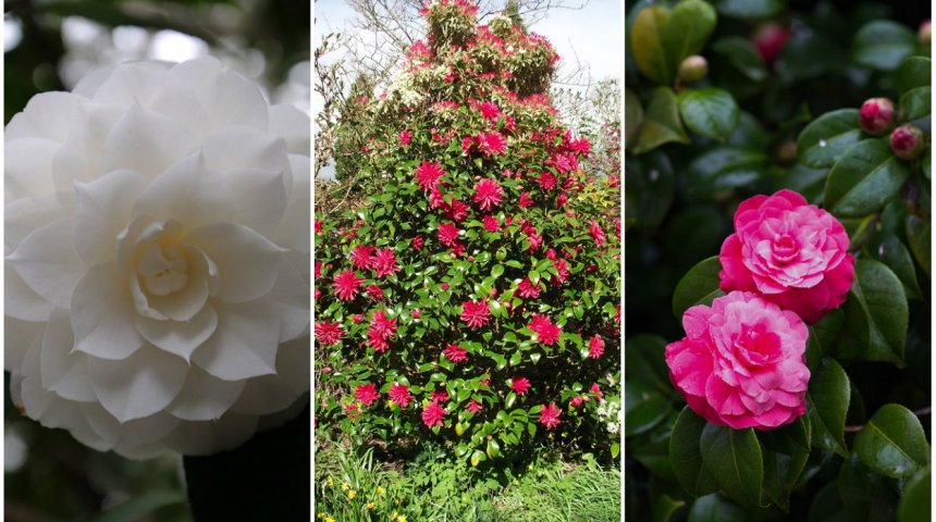 Camellia japonica) mix ...