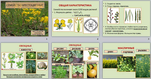 Класс Двудольные растения. Семейства ...