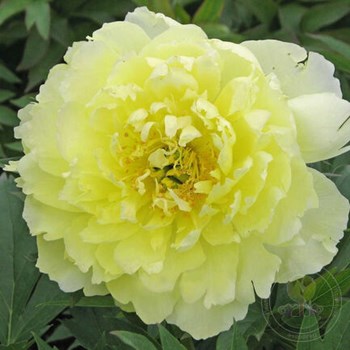 Photo of the entire plant of Intersectional Hybrid Peony ...