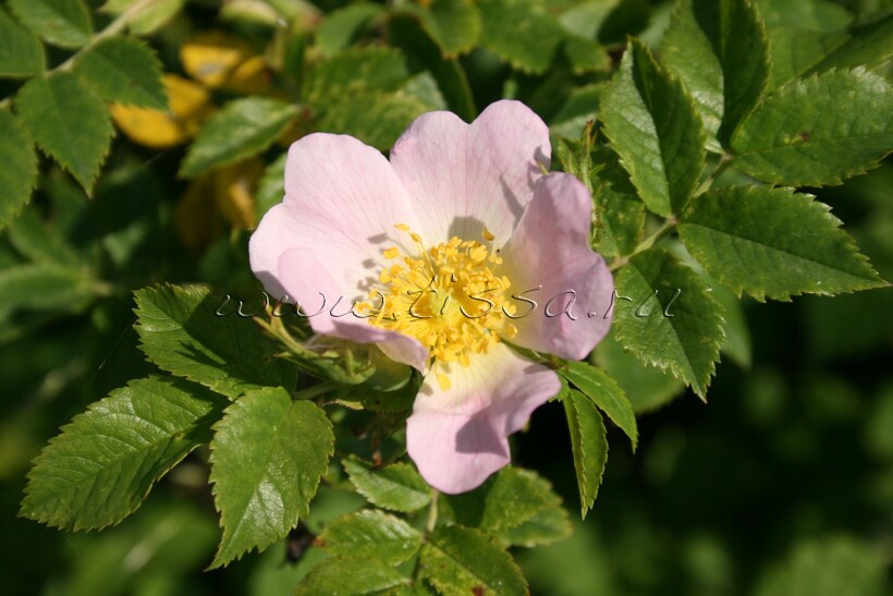 Фотокаталог растений: Шиповник собачий (Rosa canina)