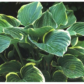 Хоста Don Stevens ⭐ Hosta Don Stevens ...