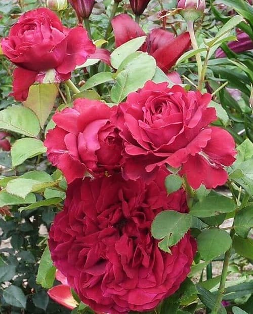 Роза флорибунда Rose des 4 Vents Delbard (DELroufra, La Rose ...