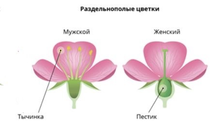 Покрытосеменные растения. Конспект ...