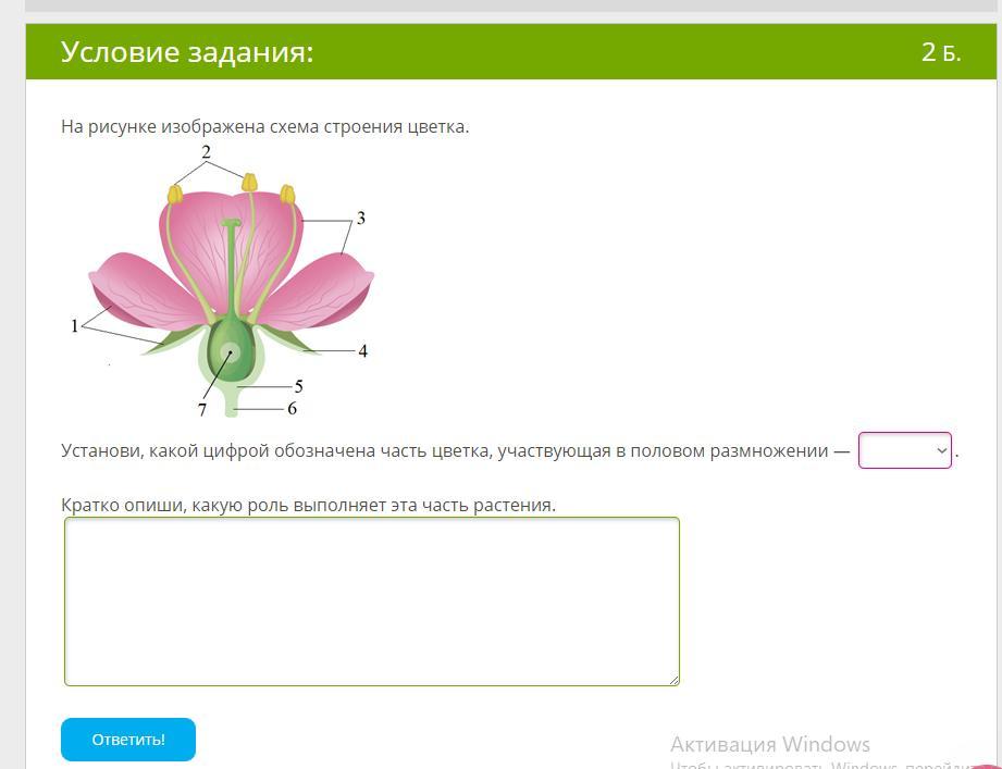 Строение и функции глаза - клиника 