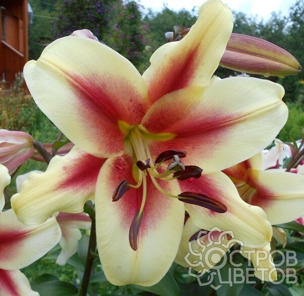 ✓ Лилия Лавон (Lilium Lavon), 7шт, Color Line по цене 0 руб ...