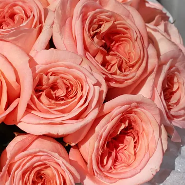 Pink Expression Garden Roses (12 stems)