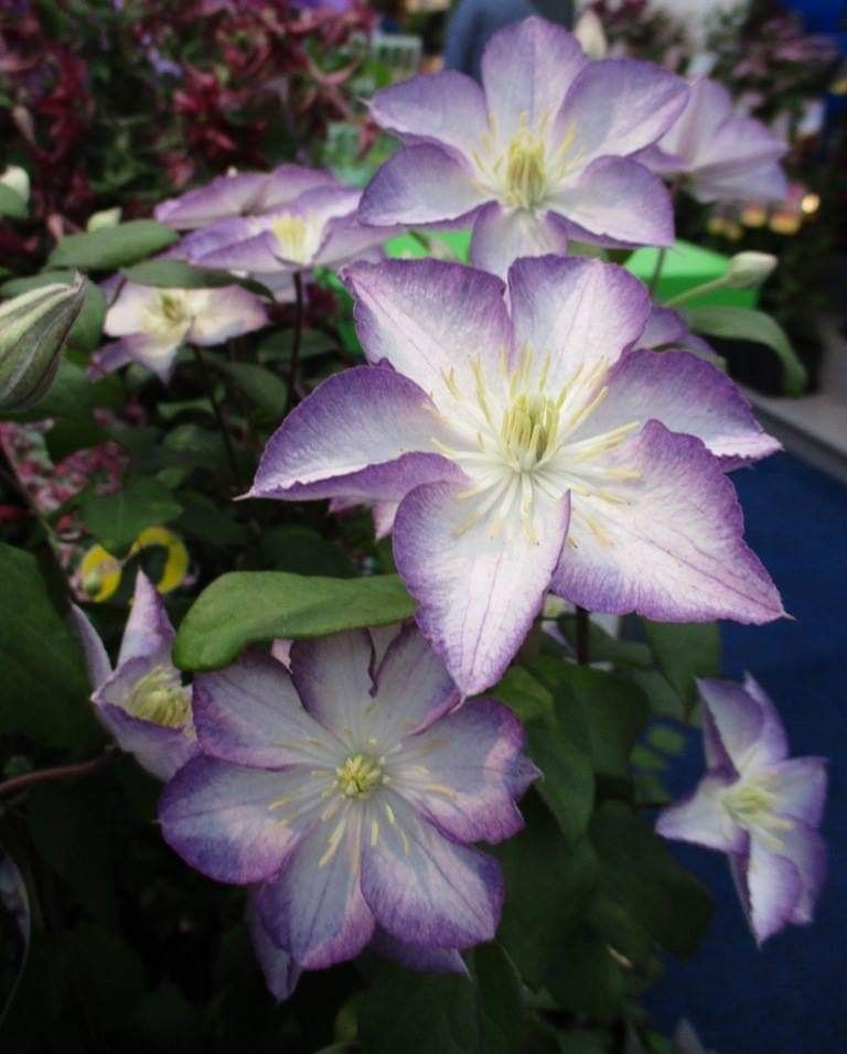 Clematis Lucky Charm - Royal Garden