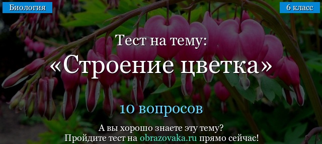 Цветок. Строение цветка.