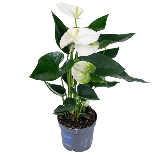 Anthurium SPIRIT — Hurtownia roślin FlorAccess