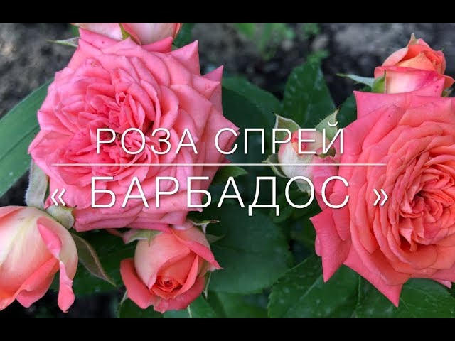 Букет Кустовая Роза Барбадос 💐| Купить Цветы в Майкопе