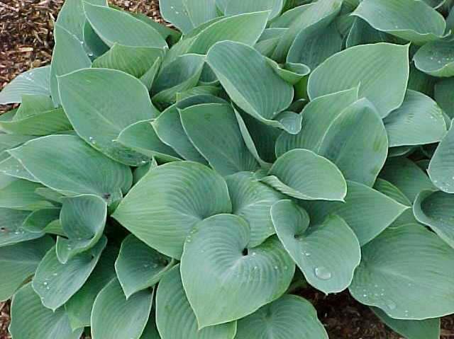 Hosta ' Bulletproof '