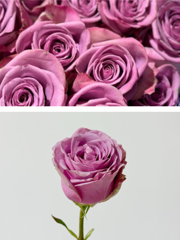 Rose Cool Water 60cm | Wholesale Dutch Flowers & Florist ...