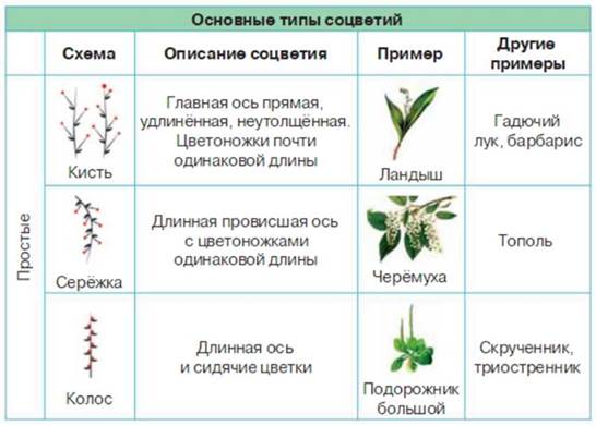 Семейство Cложноцветные – формула цветка, общая ...