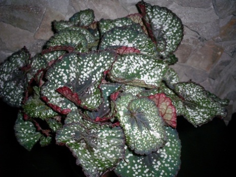 Rex Begonia – Magma | Medary Acres