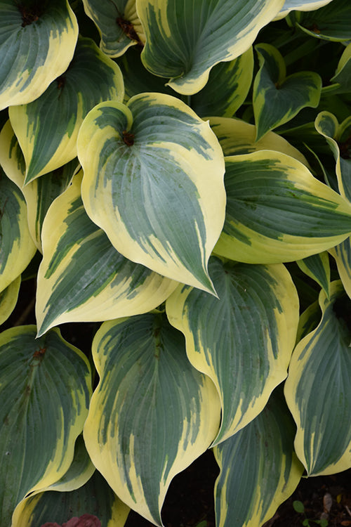 Hosta First Frost - EUROHOSTA