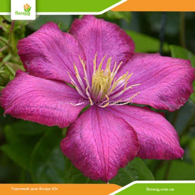 Clematis 'Ville de Lyon' von Bruns Pflanzen