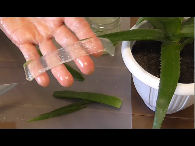 Aloe Vera, Nature's Way ...