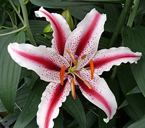 Lilia Orientalna 'Dizzy' Lily Garden - Cebulki kwiatowe