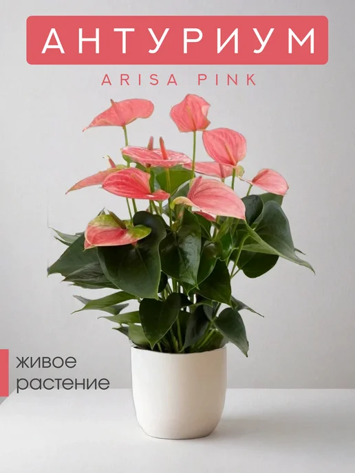 Anthurium — каталог из 914 сортов и видов с фото и описанием