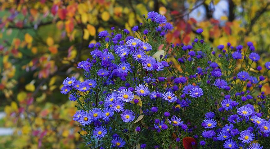 Астра многолетняя кустарниковая Дженни (Aster dumosus Jenny)