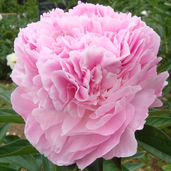 Peony Pink Vanguard - www.peonyshop.com - YouTube