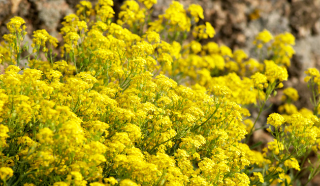 Алиссум (Alyssum) - Питомник роз