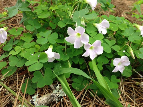 Oxalis triangularis ...