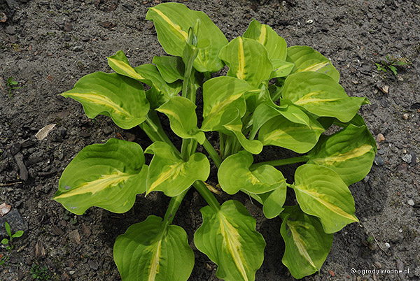 Hosta Mango Tango - Eurohosta