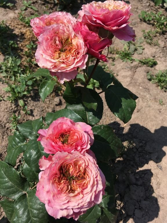 Japanese Rose 'Mikoto' (美琴) (1 Gal+ Live Plant) Shrub Rose ...