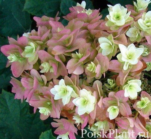 Декоративные :: Гортензия :: Гортензия дуболистная (Hydrangea ...