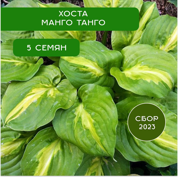 Хоста Манго Танго (Mango Tango) купить в Москве, доставка ...