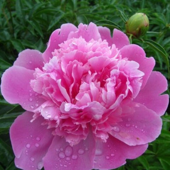 Peony Pink Vanguard