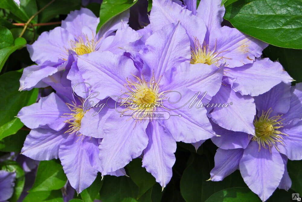 Clematis Blekitny Aniol ...