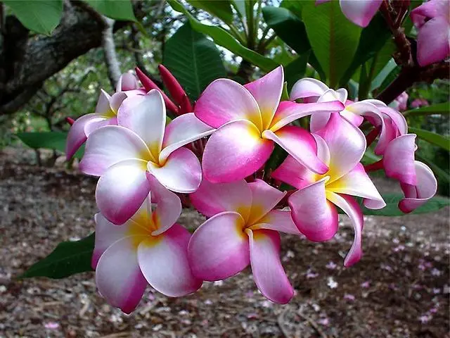 Plumeria Supercritique Les Eaux ...