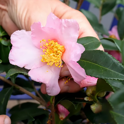 Camellia japonica Desire ...