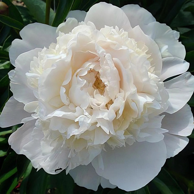 PEONY MOTHERS CHOICE 40cm | Wholesale ...