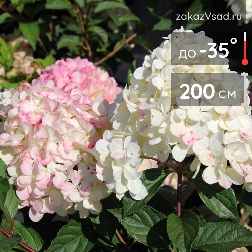 Hydrangea paniculata 'Interhydia' (PINK DIAMOND) – Esveld Shop