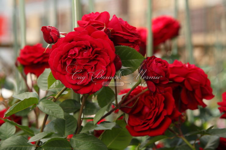 rose hybrid tea botero ...