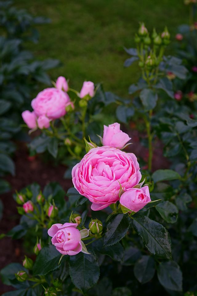 Rosa 'Rose Edouard' — Википедия