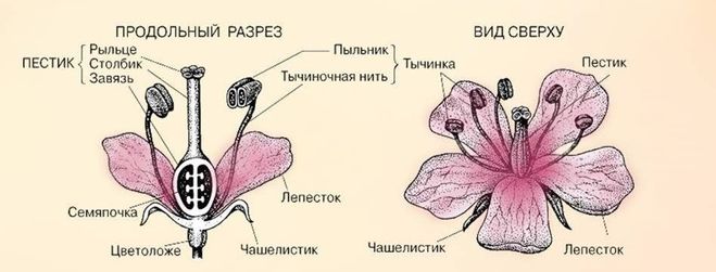 Контрольная работа по биологии по теме 