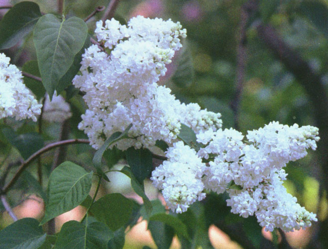 цветок Подсолнечник Лунный свет (лимонно-желтый) (Евро, 1)