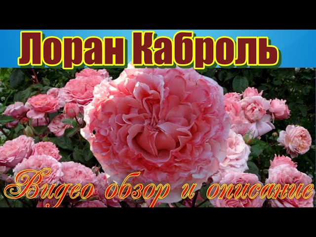 Роза флорибунда. Купить саженцы роз ...