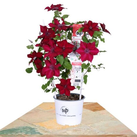 Spring 2024 Alert: Exclusive Nubia Clematis - 1 Gallon Pot ...