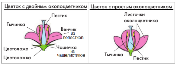 Половое развитие покрытосеменных. 6 класс. Тест.