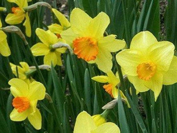 Daffodil Red Devon 25kg | Daffodil Bulbs in Bulk | Gee Tee ...