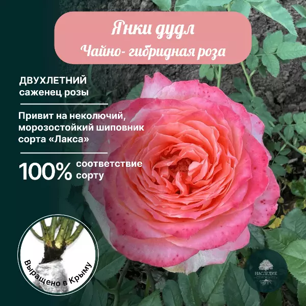 ПИОН ИТО-гибрид ЯНКИ ДУДЛ ДЭНДИ (В упаковке 1 шт.). Colorline