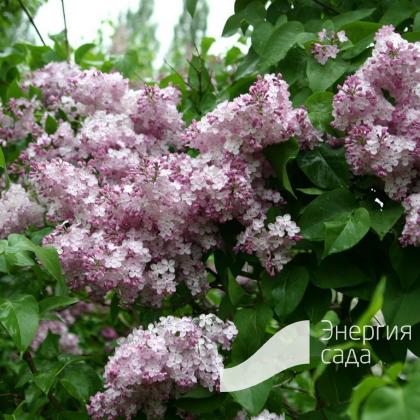 Гортензия метельчатая Фантом (Hydrangea paniculata Phantom ...