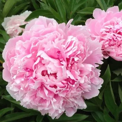 Пион Бартзелла (Paeonia Bartzella) купить в Москве по низкой ...