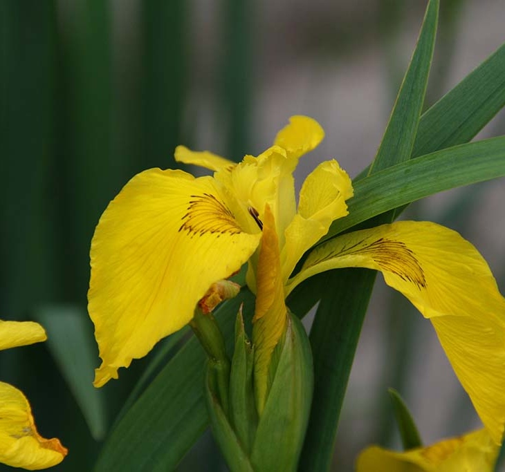 Ирис болотный, Iris pseudacorus