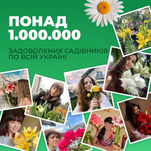 Купите Нарцисс Flyer (Флайер) 🌹 из ...